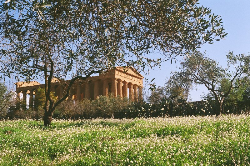 Ancient Greek Temple of Concordia, Agrigento Sicily with olive trees and white flowers